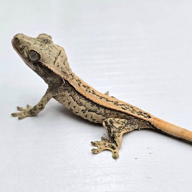 트라이 쿼드 풀핀 슈퍼스트라이프