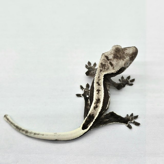 Axanthic Full Pinstripe Quad