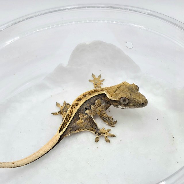 노멀 쿼드 풀핀