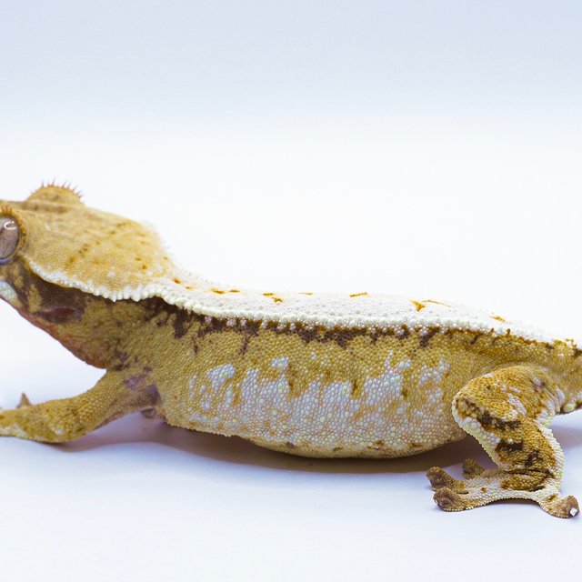 드리피 솔리드백 풀핀 화이트스팟 트라이