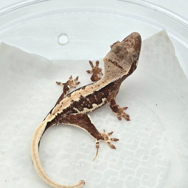 릴리100%헷아잔틱 레드