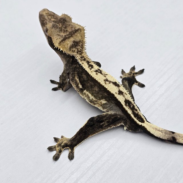 100%헷아잔틱 풀핀 쿼드