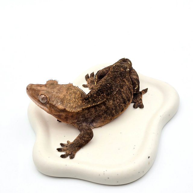 카푸치노 100%헷아잔틱