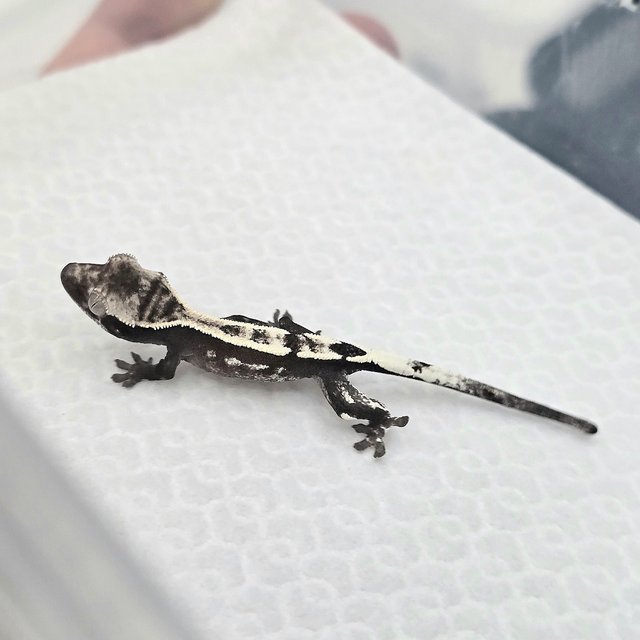 Sable Axanthic