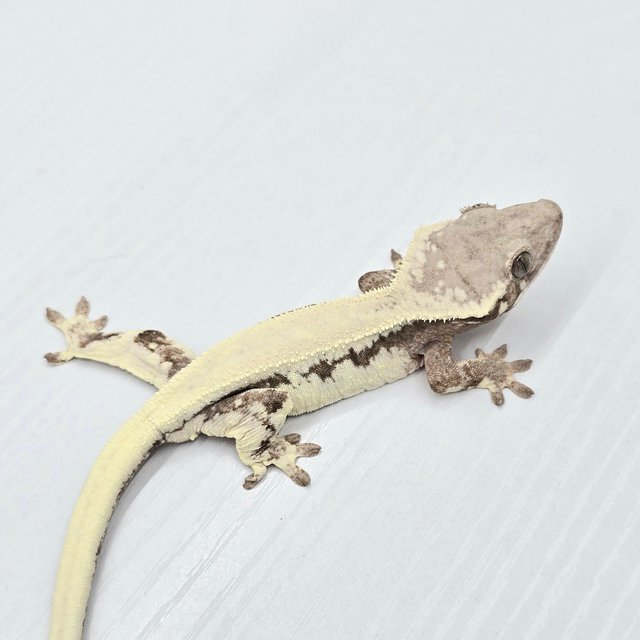 Lilly 100% Het Axanthic Sable Solid Back