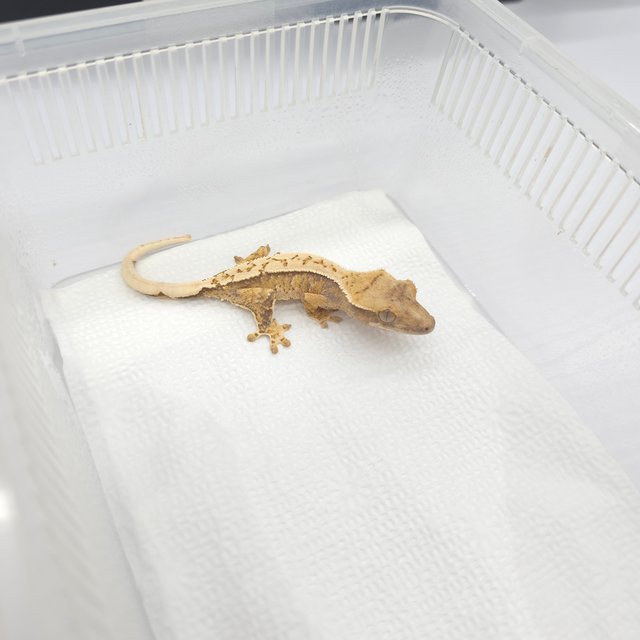 트라이 익스트림할리퀸 화이트스팟