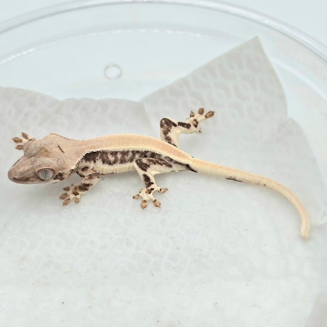 트라이 릴리화이트 솔리드백