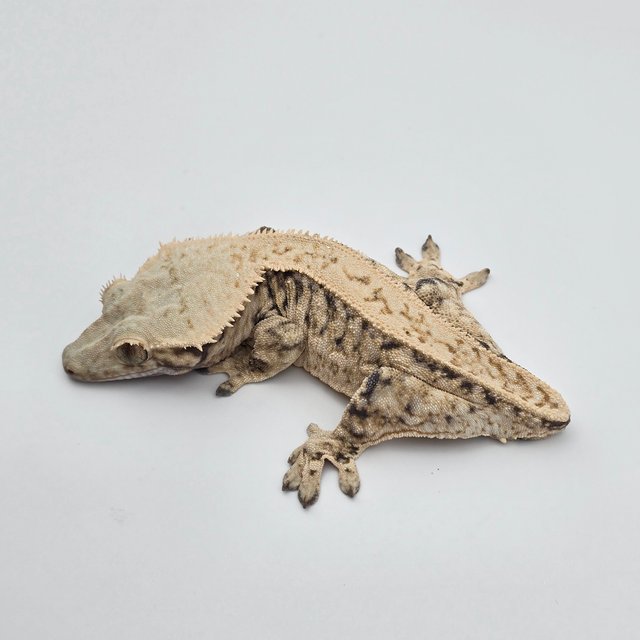 트라이 쿼드 풀핀