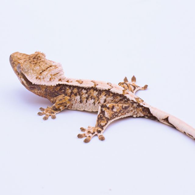 트라이 바브 레이지