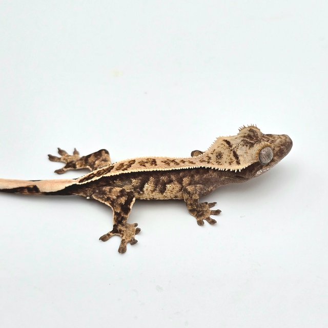 트라이 풀핀 할리퀸