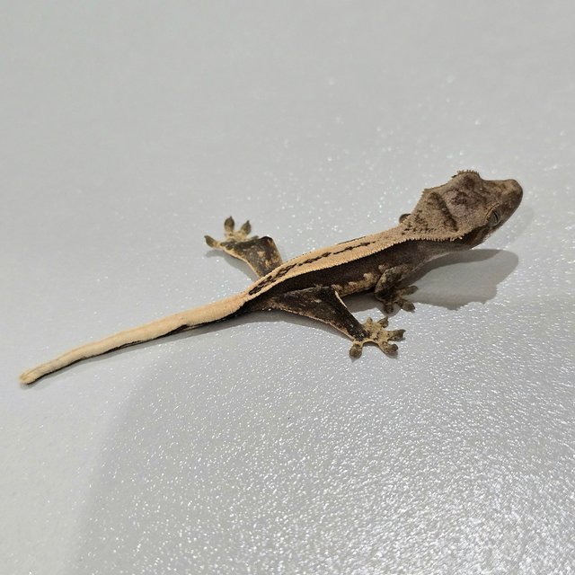 Super Stripe 100% Het Axanthic