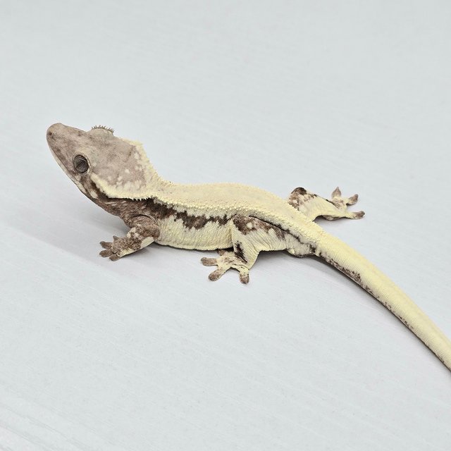 Lilly 100% Het Axanthic Sable Solid Back