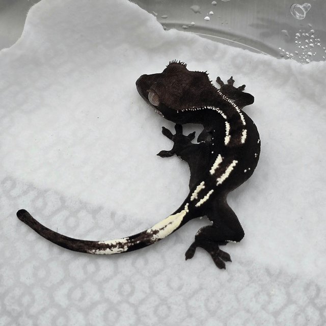 아잔틱