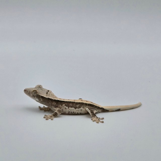 릴리100%헷아잔틱