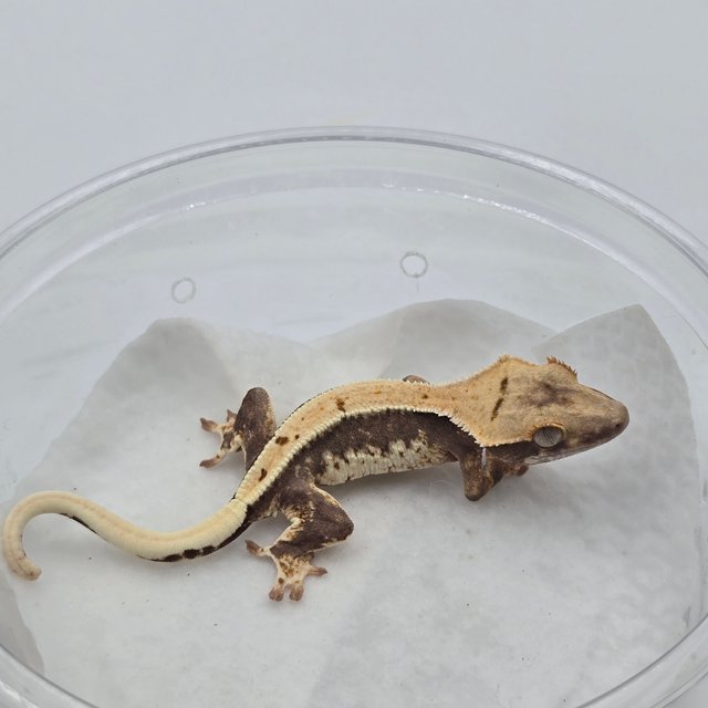 릴리100%헷아잔틱