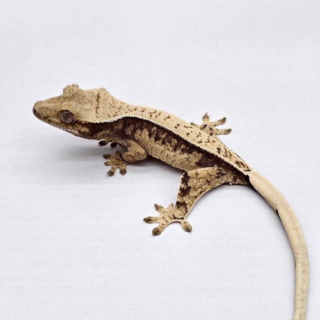 트라이 드리피 화이트스팟 풀핀