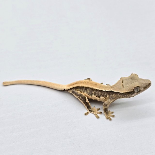 릴리100%헷아잔틱