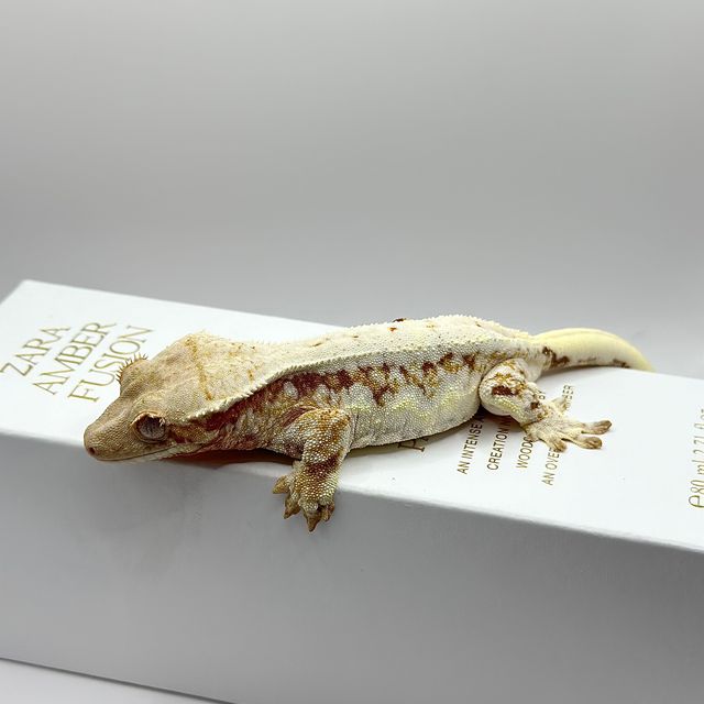 릴리화이트 레드 화이트