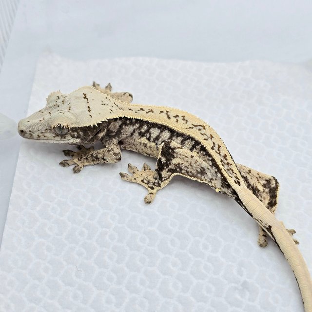 Tri Drippy Quad Full Pinstripe White Spot