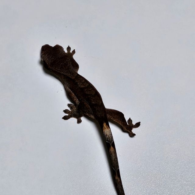 챠콜