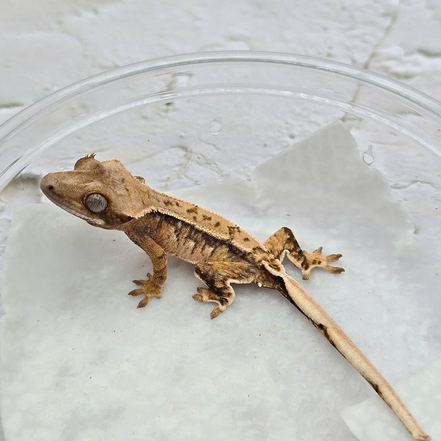 트라이 드리피 화이트스팟