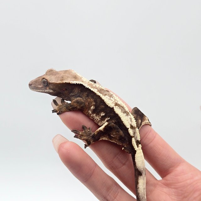 세이블 다크 트라이