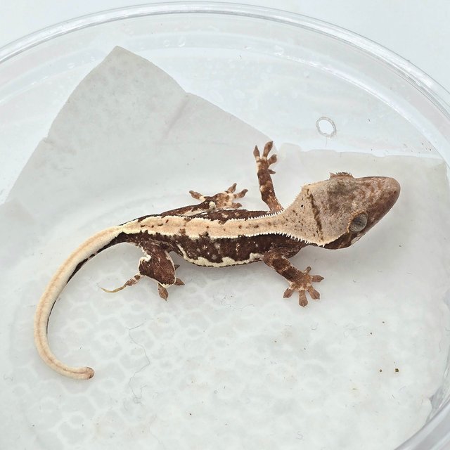 릴리100%헷아잔틱 레드