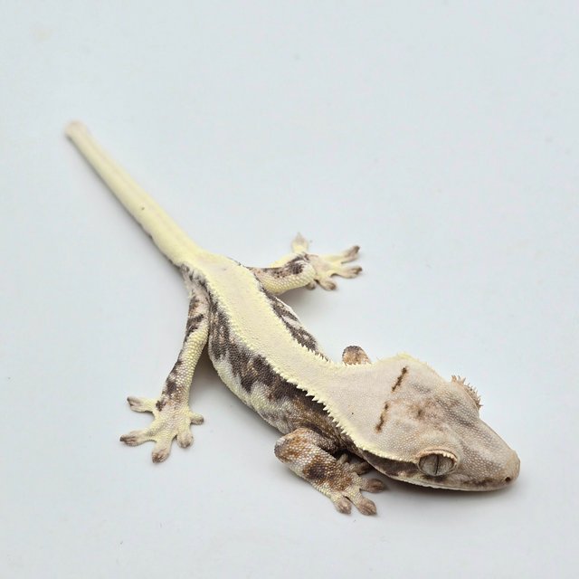 릴리화이트 트라이 솔리드백