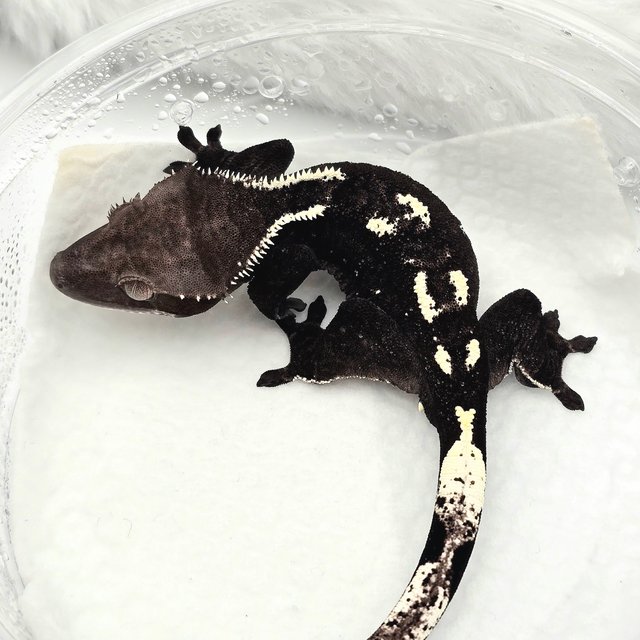 아잔틱
