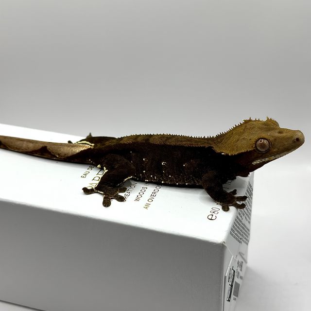 챠콜