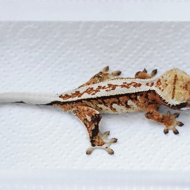 트라이 풀핀 텐저린