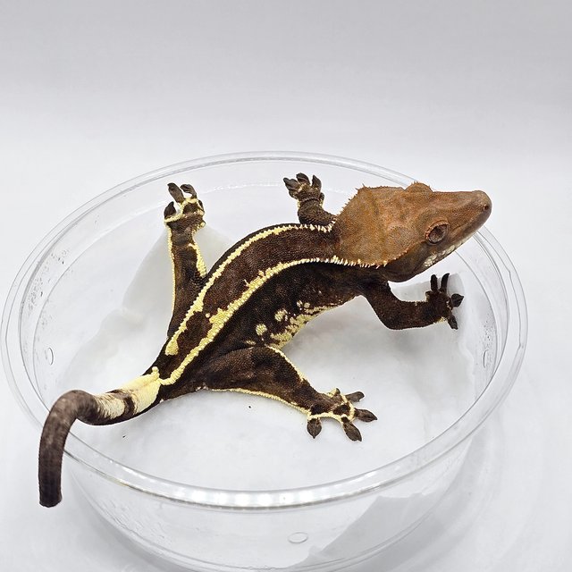 다크 카푸치노 화이트포트홀 풀핀