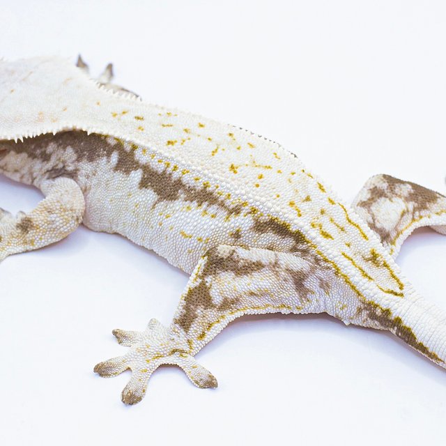 트라이 드리피 솔리드백 풀핀 화이트스팟