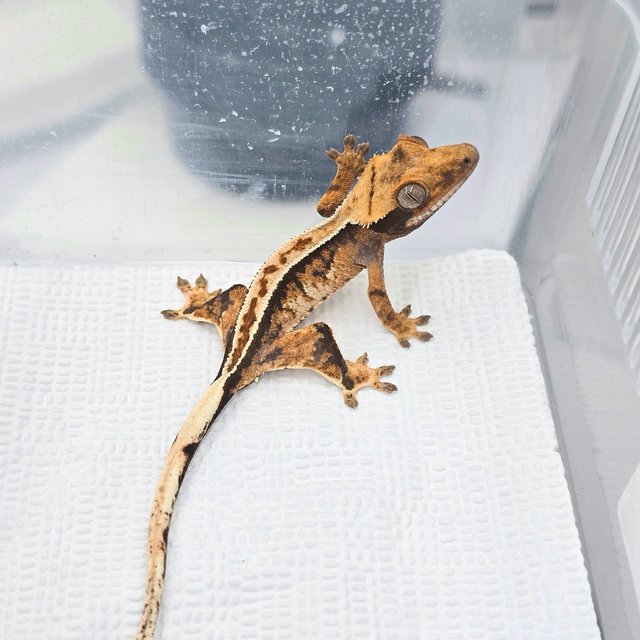 Tri Tangerine