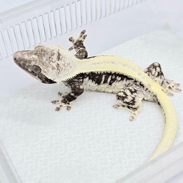 Super Stripe Lilly Axanthic White Spot