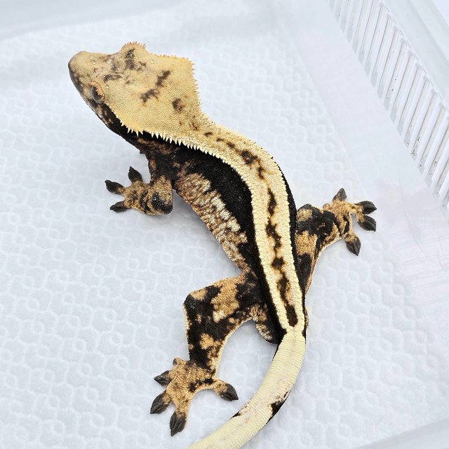100% Het Axanthic Tri Quad Full Pinstripe Super Stripe