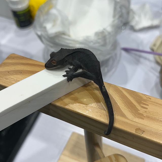 챠콜