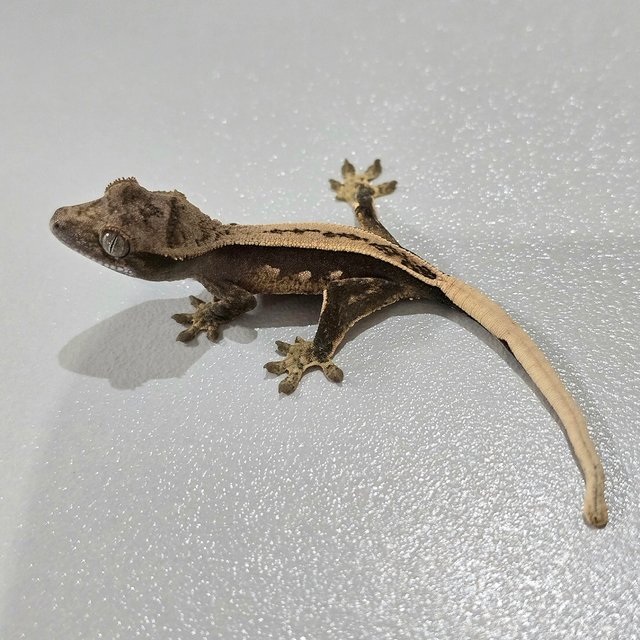 Super Stripe 100% Het Axanthic
