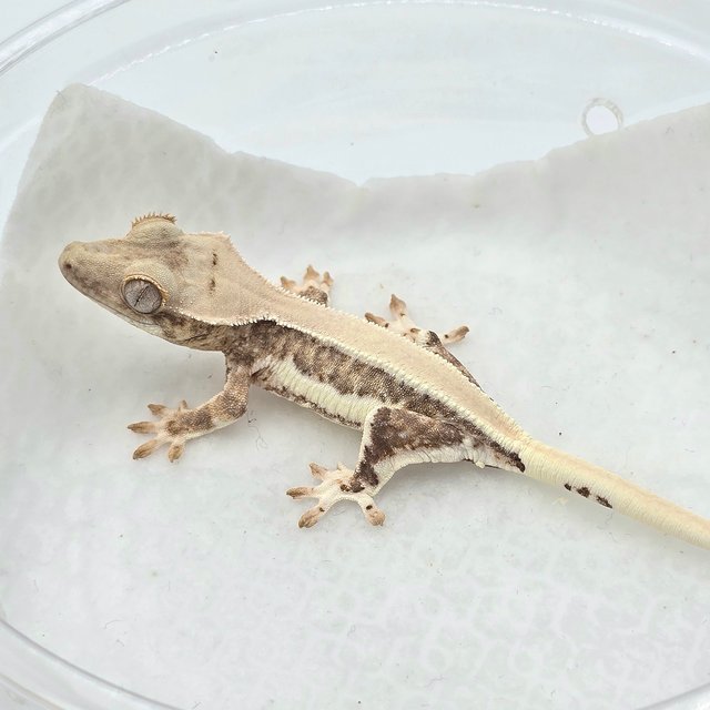 크림 릴리화이트 솔리드백