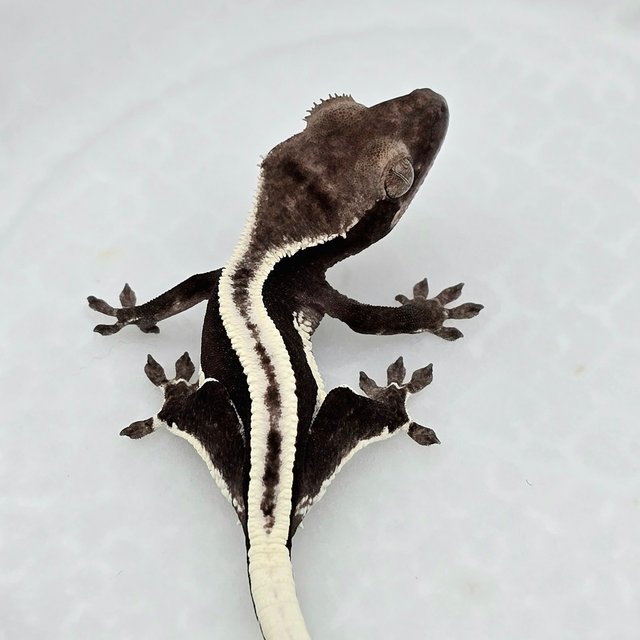 릴잔틱 슈퍼스트라이프