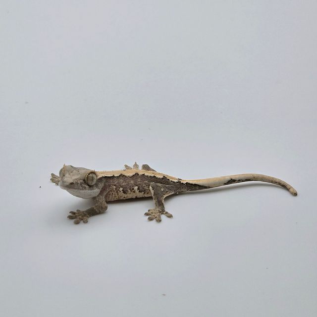 릴리100%헷아잔틱