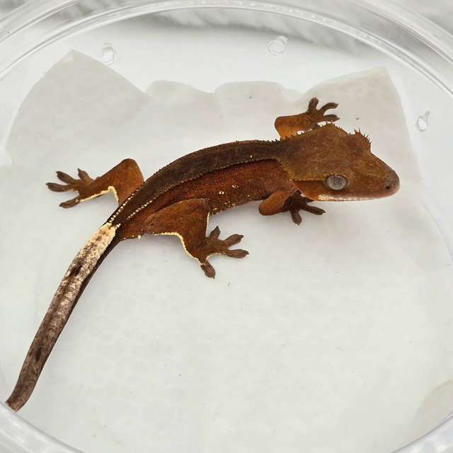 레드 바이 화이트포트홀