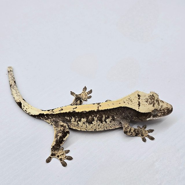 100% Het Axanthic
