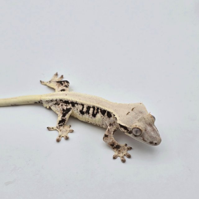 릴리화이트 솔리드백