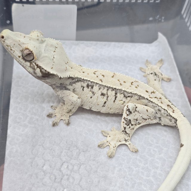 White Spot Drippy White Quad
