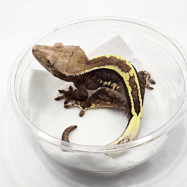 카푸치노 풀핀 다크