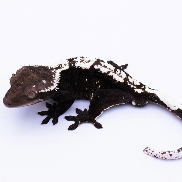 Axanthic