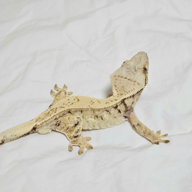 트라이 드리피 화이트스팟 쿼드