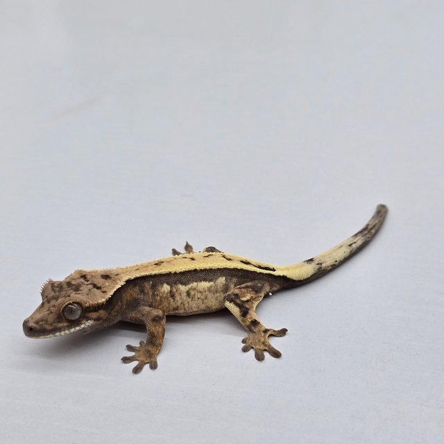 세이블 다크 트라이