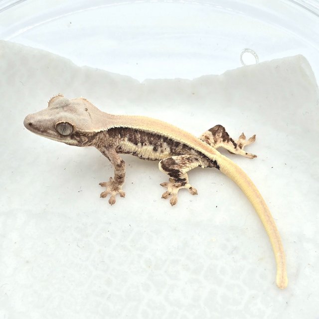 트라이 릴리화이트 솔리드백